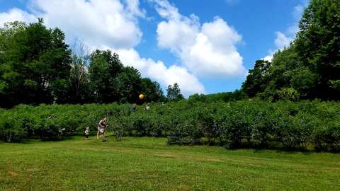 Pick Your Own Berries At The Blueberry Treehouse Farm Hiding Near Buffalo