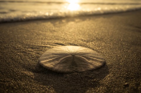 Search For Sand Dollars At These New Jersey Beaches