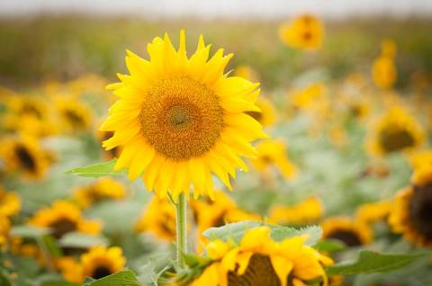 This Upcoming Sunflower Festival In Wooster Is The Best Summer Road Trip From Cleveland