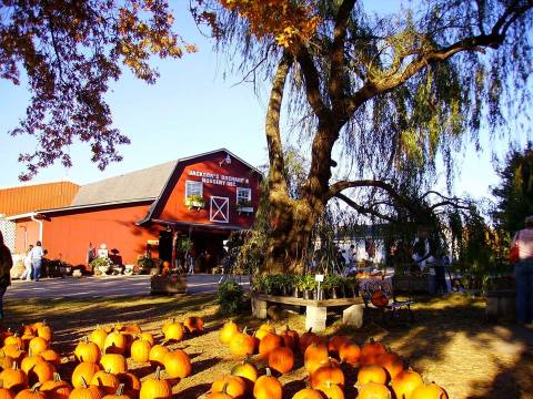 The Cider Slushies From This Charming Kentucky Orchard Are Ridiculously Refreshing