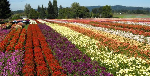 Wander Through 40 Acres Of Dahlias At This Oregon Flower Festival