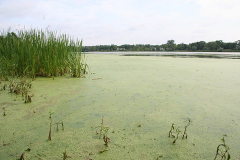 The Toxic Blue-Green Algae Responsible For Killing Dogs Around The U.S. Has Been Found In North Dakota