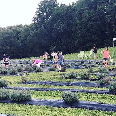 Get Lost In This Beautiful 1000-Plant Lavender Farm In West Virginia