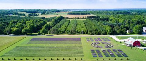 Get Lost In This Beautiful 20,000-Plant Lavender Farm In Wisconsin