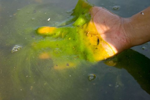 Toxic Blue-Green Algae Warnings Have Been Issued For These 7 Ponds And Lakes In Rhode Island