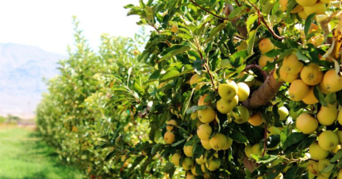 These 5 Charming Apple Orchards In Nevada Are Great For A Fall Day