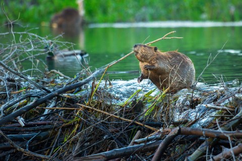 These 7 Species Found Around Cleveland Are Surprisingly Ancient