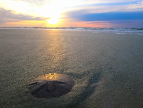 This Little Known Beach In Massachusetts Is Perfect For Finding Loads Of Sand Dollars