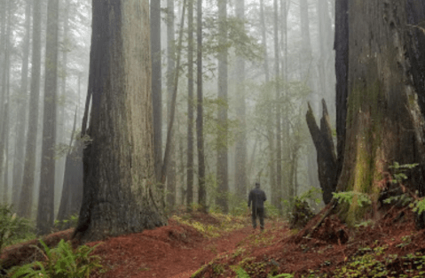 The Towering Redwoods On This Trail Are Some Of The Oldest Trees In Oregon