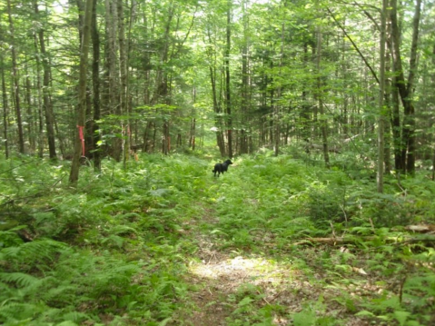 The 2.5-Mile Rines Forest Trail In Maine Takes You Through A Beautiful Wooded Landscape