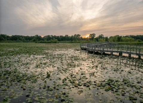 Bald Eagle Trail, A 1.8-Mile Hike Near Detroit, Takes You Through A Beautiful Marsh