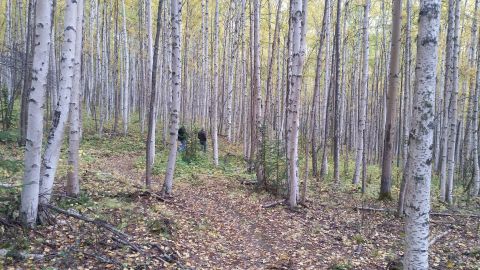 Walk Beneath The Aspens On This Easy Trail In The Interior Of Alaska