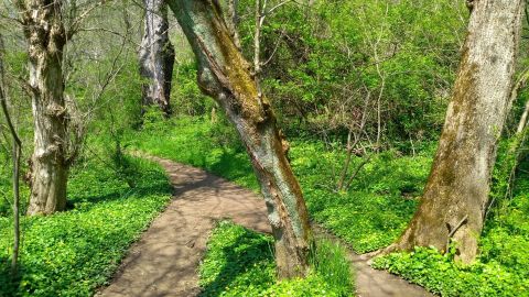 Delaware's Brandywine Creek State Park Is A Beautifully Brilliant Green