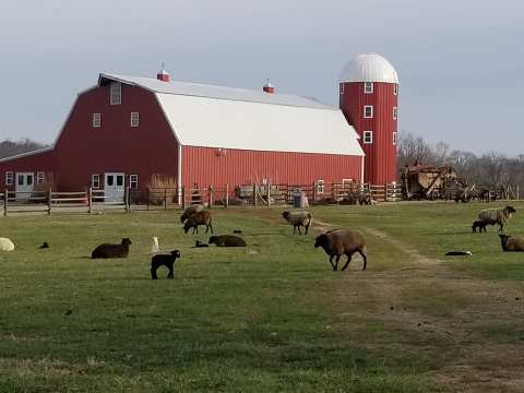 Hang Out With Sheep On This Working Farm In Oklahoma