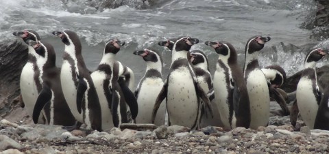 Play With Penguins At The Saint Louis Zoo For An Adorable Missouri Adventure