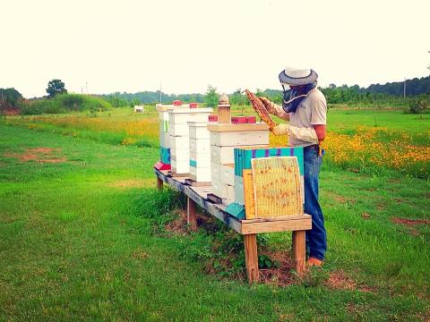 The Arkansas Honey Festival Is A Sweet Way To Celebrate Fall