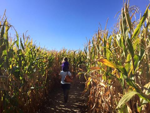 Get Lost In A 10-Acre Corn Maze At Wild Adventure Corn Maze In Idaho This Autumn