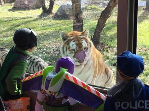 Trick Or Treat Among Zoo Animals Next Month At The Dakota Zoo In North Dakota