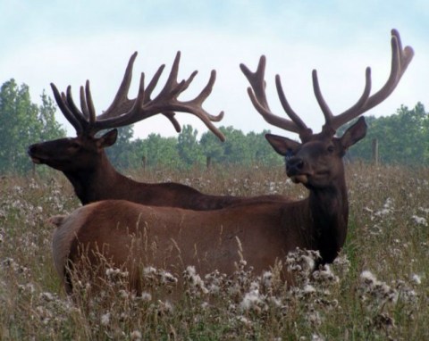 Bonnie Brae Elk Farm Is The Farm Everyone Near Cleveland Should Visit At Least Once