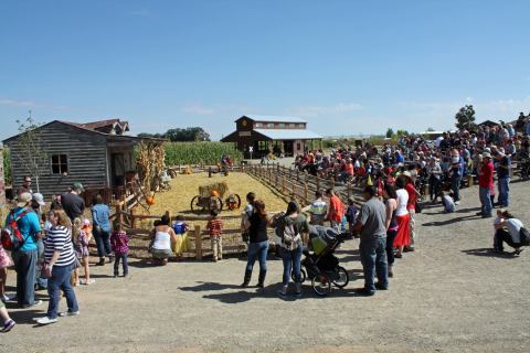 Nothing Says Fall Is Here More Than A Visit To New Mexico’s Charming Pumpkin Farm