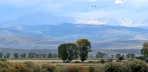 Each Fall In Wyoming, The Seedskadee National Wildlife Refuge Comes Alive With Soaring Bald Eagles