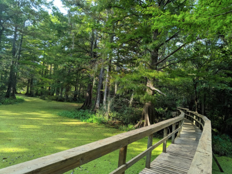 Explore Over 400 Acres Of Swamps and Marshes At The Northlake Nature Center Near New Orleans