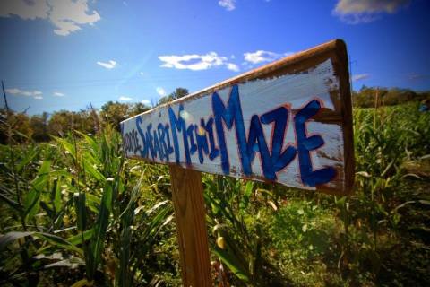 Your Family Will Love The Biggest And Hardest Corn Maze Near Nashville At Fiddle Dee Farms