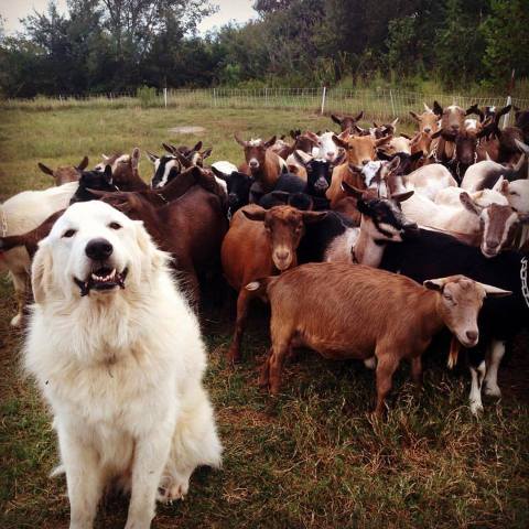 White River Creamery Is Unlike Any Other Dairy Farm In Arkansas