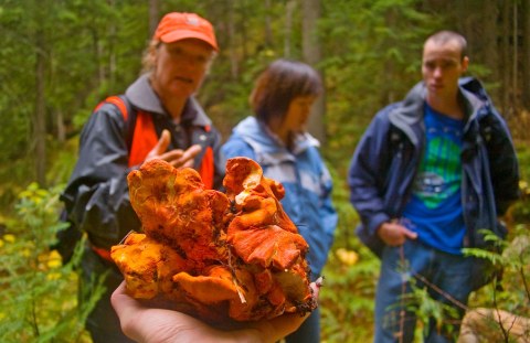 Pick Your Own Mushrooms At Fort Stevens State Park In Oregon