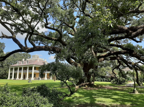 Few People Know About The Haunted Oak Trees At The Houmas House In Louisiana