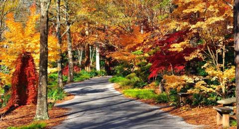 Feast Your Eyes On Over 3,000 Japanese Maples During A Visit To Gibbs Gardens In Georgia This Autumn