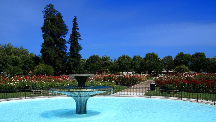 municipal rose garden