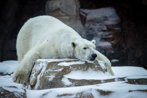 Spend The Night At The Kansas City Zoo In Missouri For An Evening Of Wild Fun