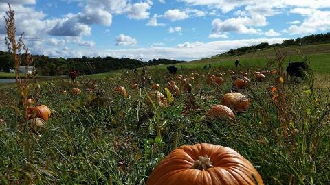 You Could Spend Hours In The 10-Acre Pumpkin Patch At Shenot Farm Near Pittsburgh