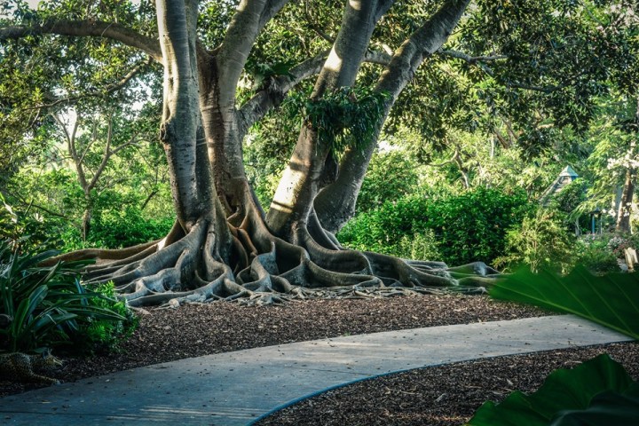 Botanical Gardens In Florida