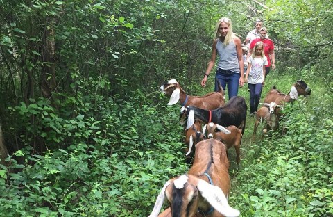 Go Hiking With Goats In The Town Of Ada For A Unique Michigan Adventure