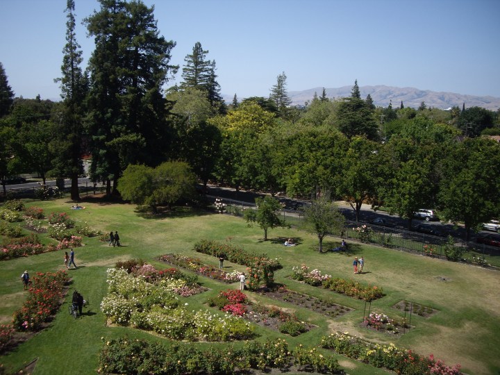 municipal rose garden