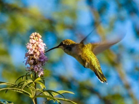 Thousands Of Hummingbirds Are Headed Straight For Arizona This Fall