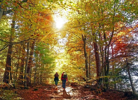 The Lincoln Hike In Massachusetts That Leads You To A Tasty Pizza Parlor