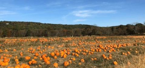 The Massive Pumpkin Patch At Ort Farms Is A Picturesque Fall Destination In New Jersey