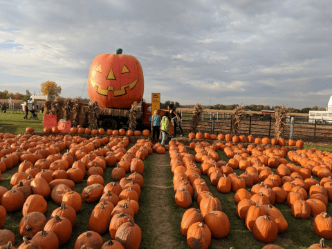 Nothing Says Fall Is Here More Than A Visit To Trabbic Pumpkin Farm Near Detroit