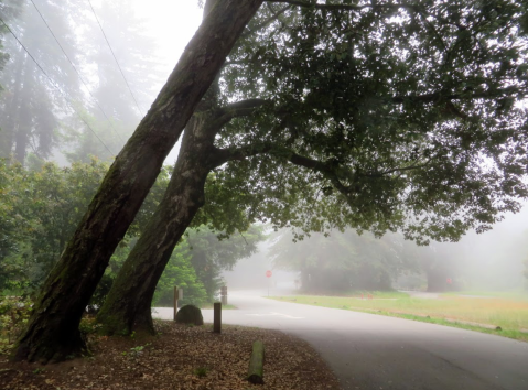 Spend The Night At Mount Madonna County Park, Northern California's Most Haunted Campground