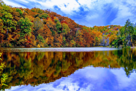 Zipline Through A Canopy Of Colorful Changing Leaves At Zipline Kingdom In Kentucky