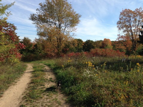 Surround Yourself With Fall Foliage On Chipman Preserve Trail, An Easy 3-Mile Hike In Michigan