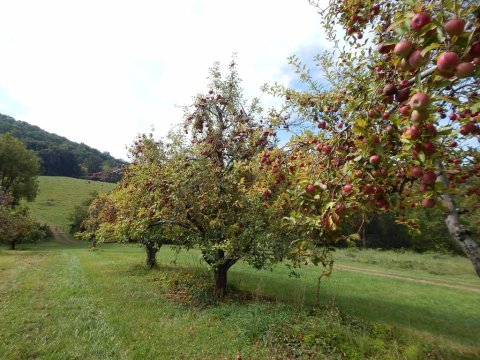 Visit Stribling Orchard, A 35-Acre U-Pick Apple Farm In Virginia