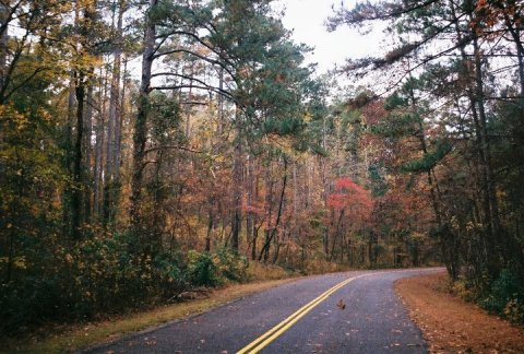 Atlanta State Park Is One Of The Most Underrated Places To See Fall Foliage In Texas