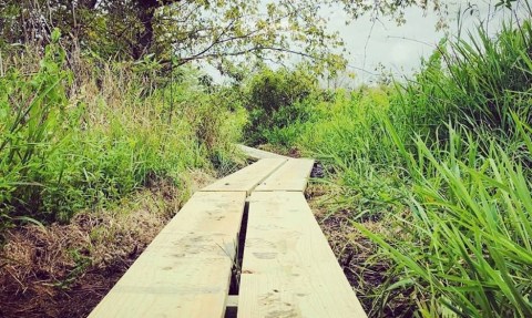 Wilson Creek Nature Preserve Is An Inner-City Wetland Oasis In Arkansas