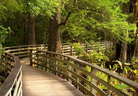 Hike The Zig Zag Boardwalk Through Corkscrew Swamp Sanctuary In Florida