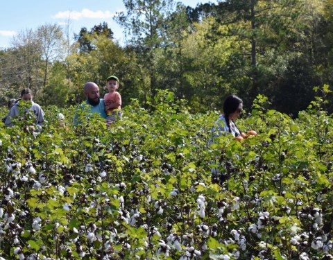 Make Your Way Through A 4-Acre Cotton Field Maze At Cotton Hills Farm This Fall In South Carolina