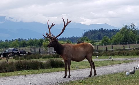 Adventure Awaits At Olympic Game Farm In Washington